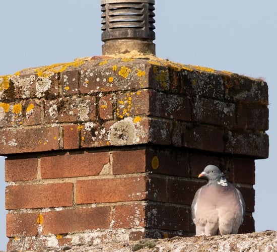 Council planners 'need to allow chimneys again' - MEP