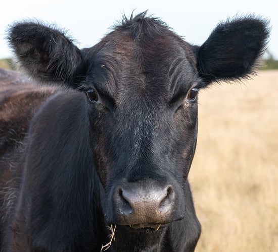ABP: Tyrone site to continue to 'receive and process cattle'