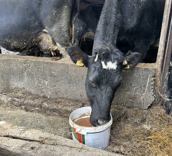 Dairy advice: Reducing the risk of metabolic issues