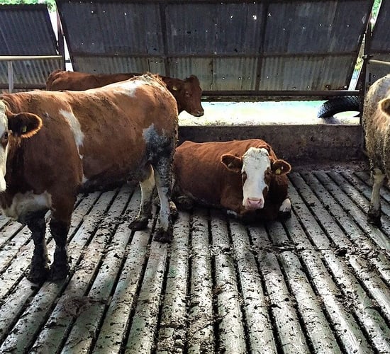 Is meal-feeding necessary for suckler cows before calving?