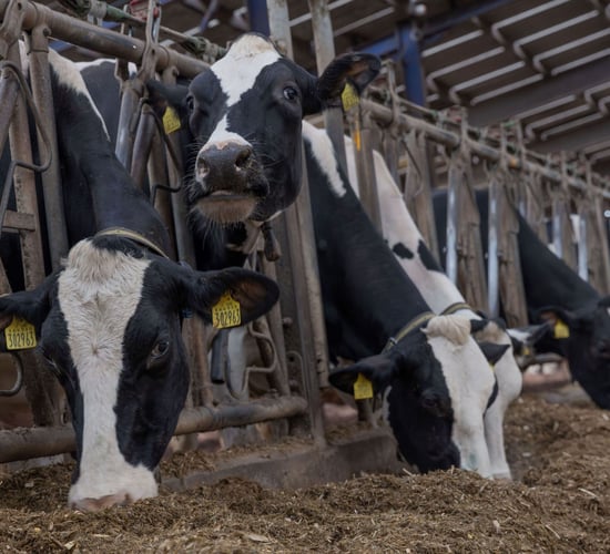 Genomic selection to increase feed efficiency and breeding resilience