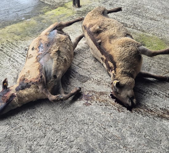 'We're not sleeping and we're not eating' - farmer on dog attacks