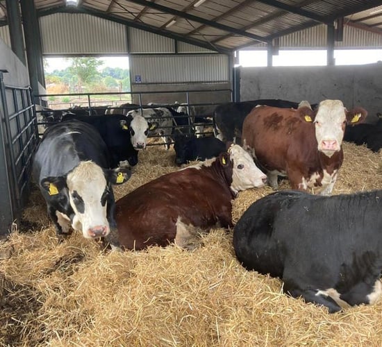 Irish Hereford Prime to host farmer info event in Thurles