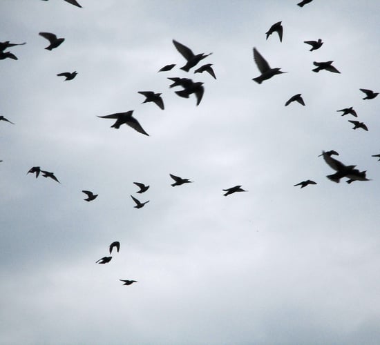 Tenders sought for bird flu management within NPWS sites