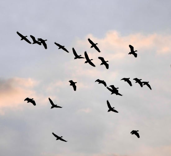 HSE advises public not to touch sick or dead wild birds