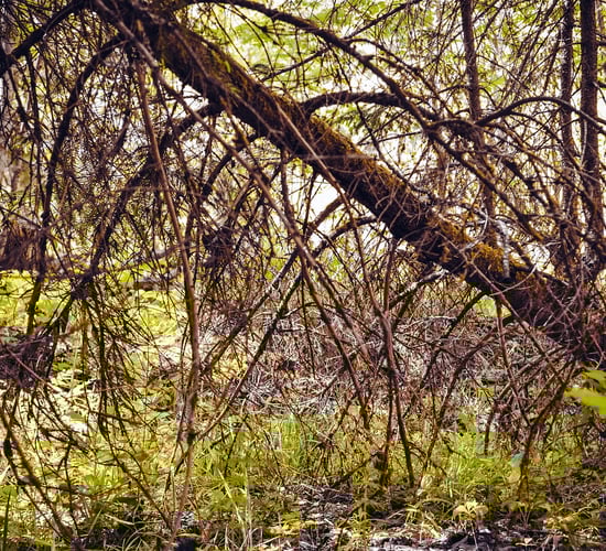 Calls for 'strict' biosecurity for used forest machinery imports