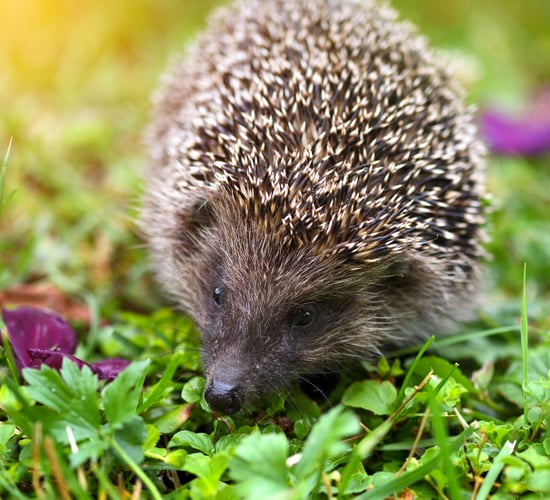 UK police appeal for information after hedgehog 'set alight'