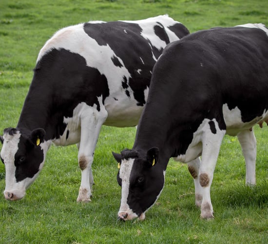 Heifer rearing should be seen as an investment, not a cost