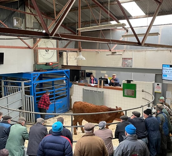 Number of cattle sold at marts up 340,000 head in 5 years