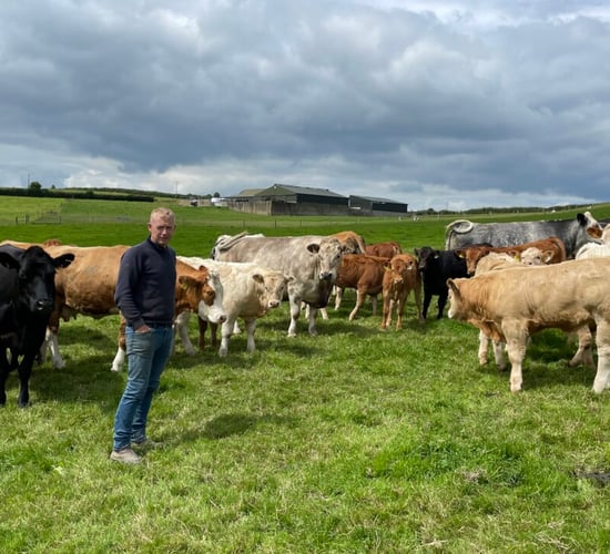 Open day set for well-known Carnew suckler and beef farm