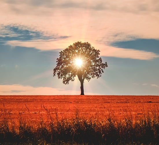 Copernicus: 2024 was the 'hottest year since records began'