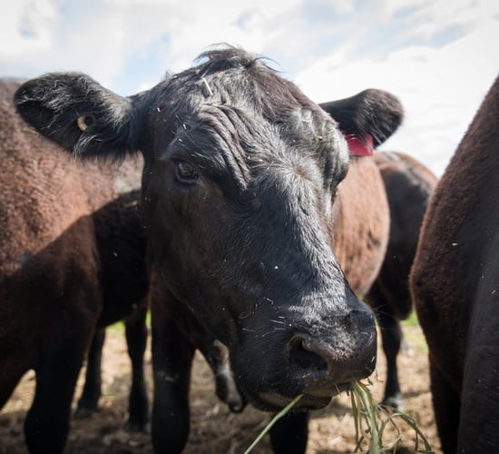 Continued strong beef prices rely on consumer confidence - Zieg