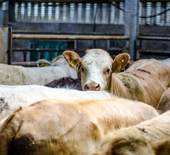 Factory quotes: Major movement of up to 15c/kg in beef price