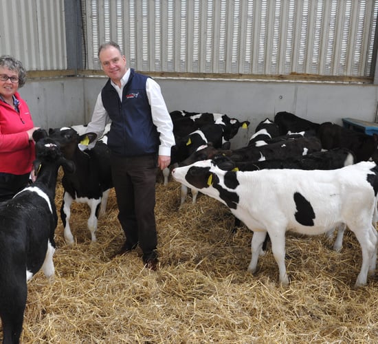 Longevity and a strong calf rearing system at Pennbury Farm
