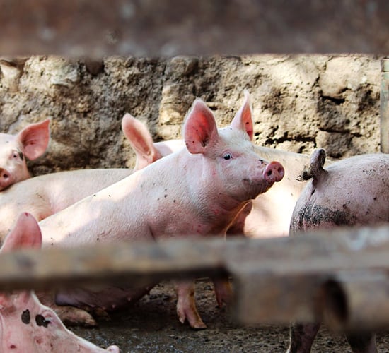 UK ban in place on import of cattle, pigs and sheep from Germany
