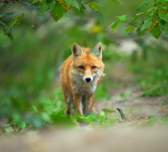 152,711 records sent to Ireland’s Citizen Science Portal in 2024