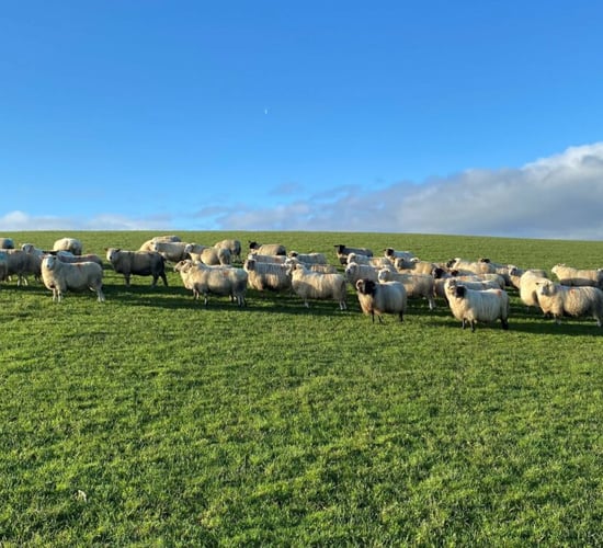 Sheep trade: Will lamb price reach €10/kg or 'fall back'?