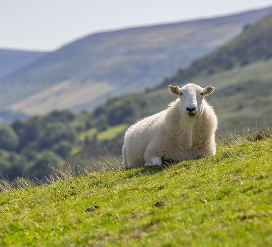 ICSA: Govt must 'deliver' on agriculture commitments
