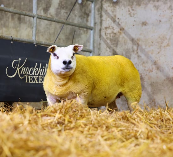 Knockhill Flock takes top prices at south-east Texel sale