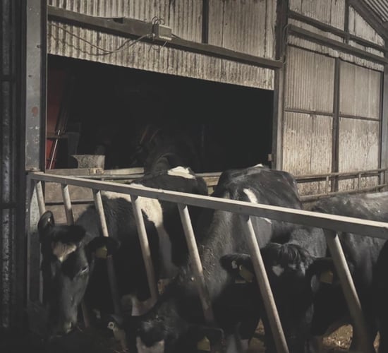 'Lack of water' big problem after storm - Co. Galway dairy farmer
