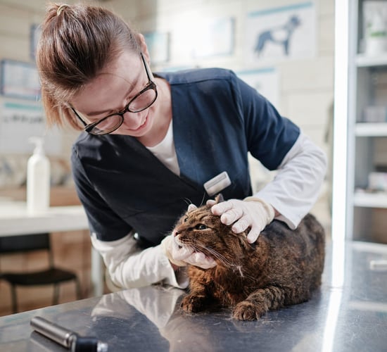 New effort to tackle NI veterinary nurses shortage