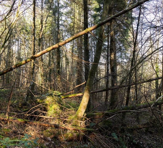 Maximise the return from your windblown timber