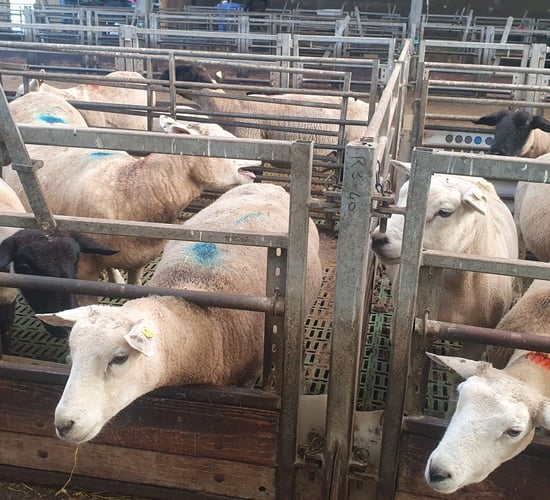 Watch: EU agri advisors visit sheep research centre in Galway