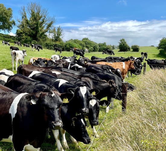 IHFA and Cows.ie launch campaign to promote 'pedigree breeding'
