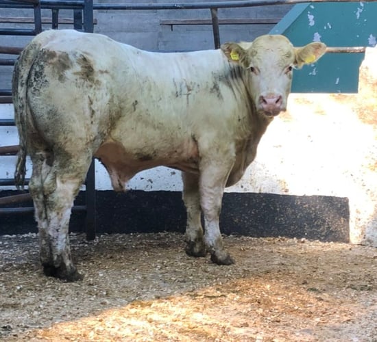 Heavy Charolais bullocks reach €3,300 at Kilkenny Mart