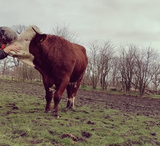 Communicating with your herd using cow linguistics