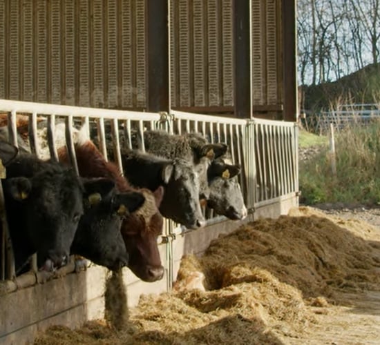 Commercial Beef Value Series: Optimising your calf purchase plan