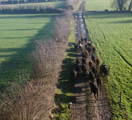 Farmer rearing 170 calves using CBV in calf purchase plan
