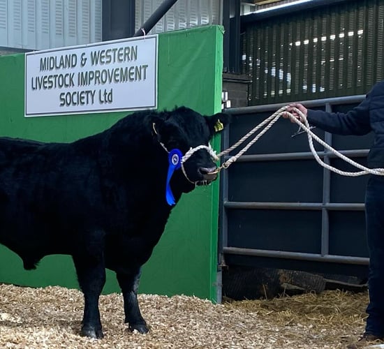 Cavan breeder secures €9,000 for Angus bull at Carrick sale