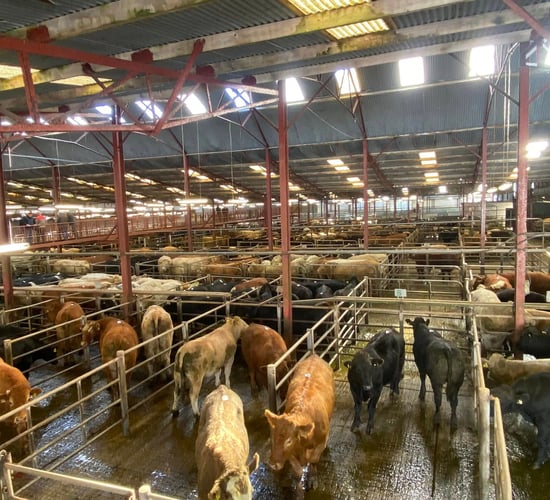 Cows top €2,670 at Athenry Mart