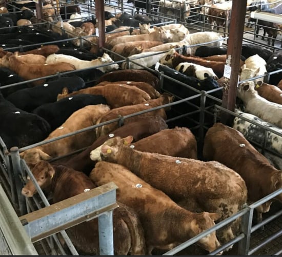 Mart throughput reaches 574,505 cattle in Q1 2025 - DAFM