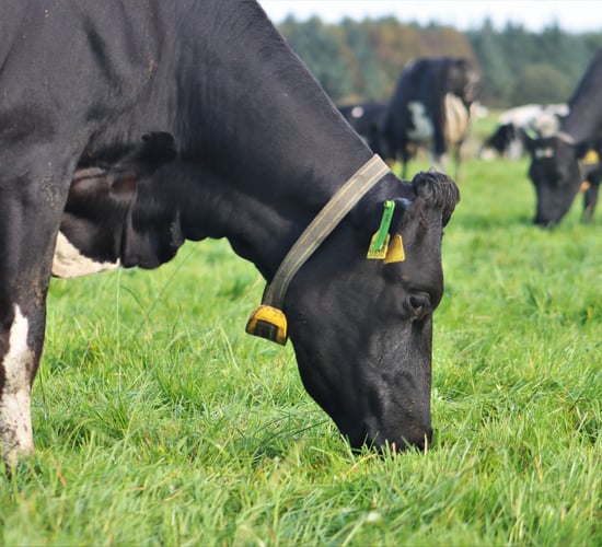 Farmers describe cow collars as having changed their lives
