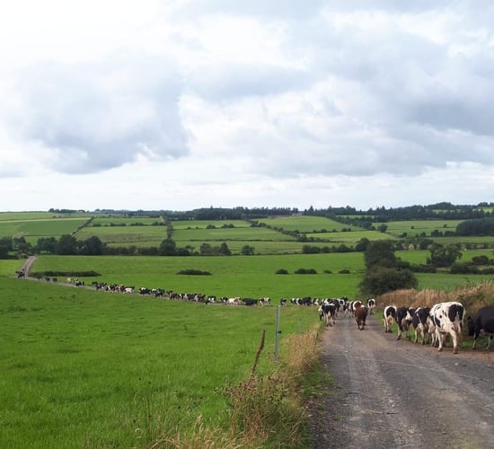Lameness: Cannot afford to have too many cases ahead of breeding