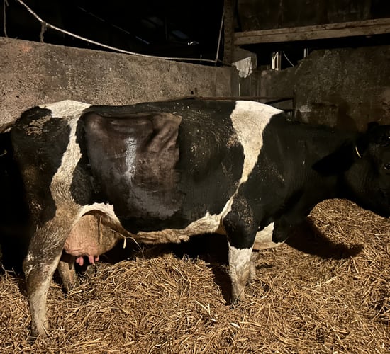 Spring calving: What are the signs of displaced abomasum?