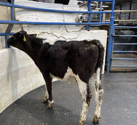 Calf prices: Strong Friesian bull calf trade 'shocking us all'