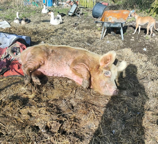 Custodial sentence suspended for former animal sanctuary operator - ISPCA