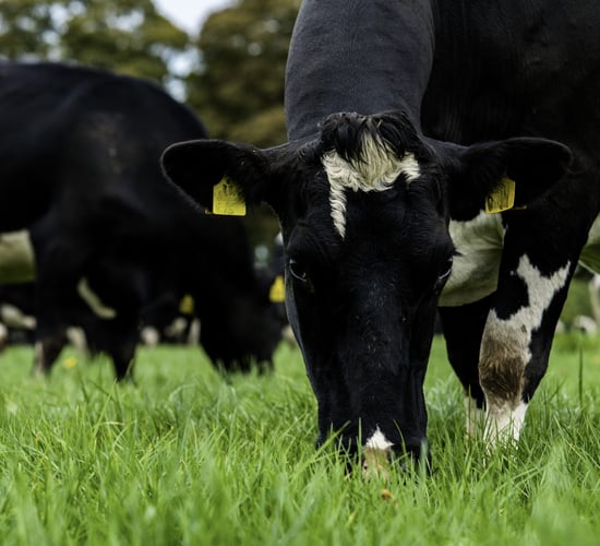 Germinal launches 'climate smart' grass seed products