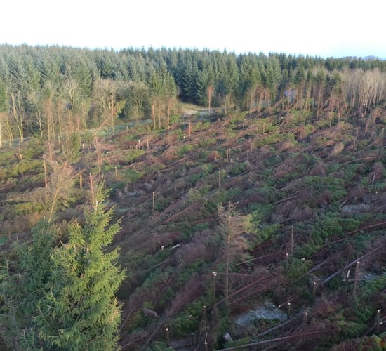 Completed satellite data shows 26,000ha of wind damaged forests