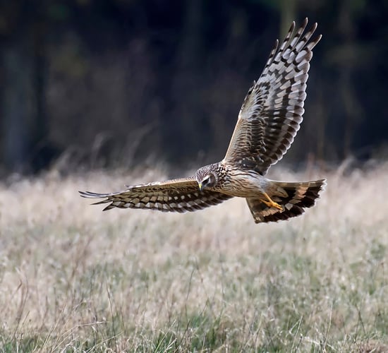 Hen harrier halts plans for controversial Clare wind farm