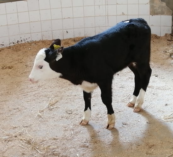 Table: Guide prices for Angus, Hereford, and Friesian calves