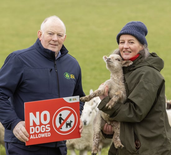 Watch: Campaign launched as dog attacks on sheep remain constant