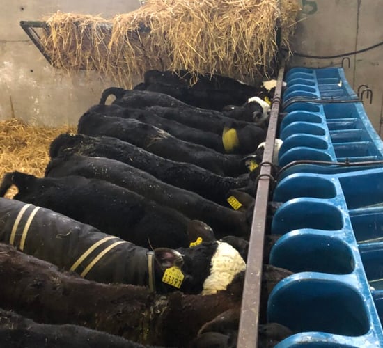 Details on restoration of €1,000 calf-rearing payment