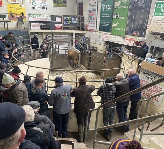 Gallery: Sample store cattle prices from Kilcullen Mart