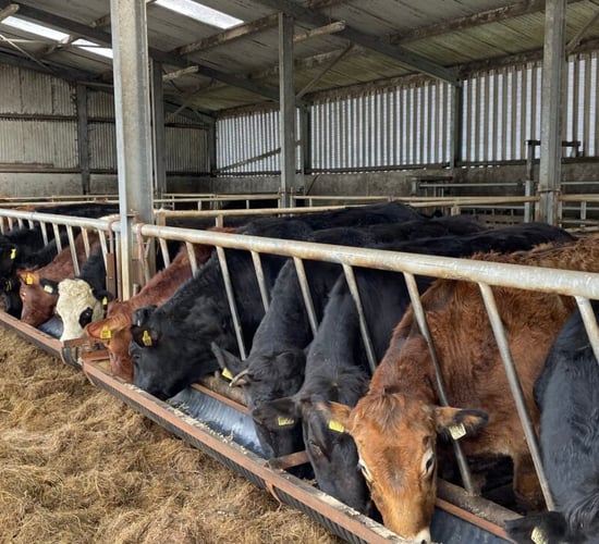 Factory quotes: Upward beef price trajectory continues