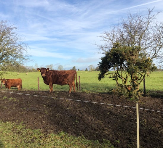 Near fourfold increase in number of Irish Dexter herds