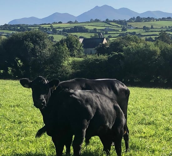 DAFM issued payments for 222 Kerry Cattle calves in 2024